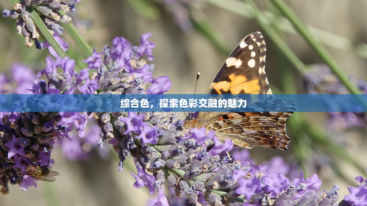 综合色，探索色彩交融的魅力