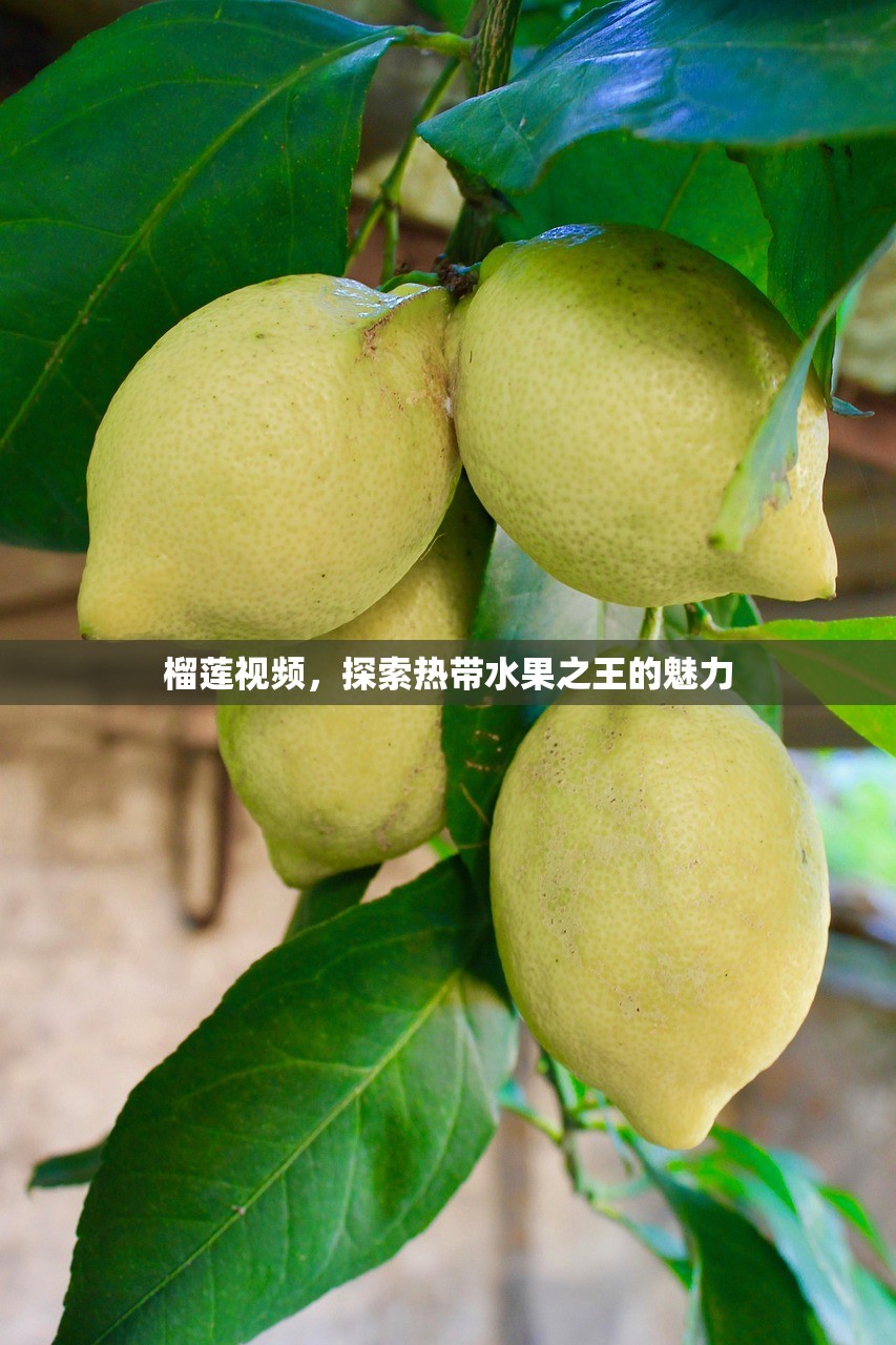 榴莲视频，探索热带水果之王的魅力