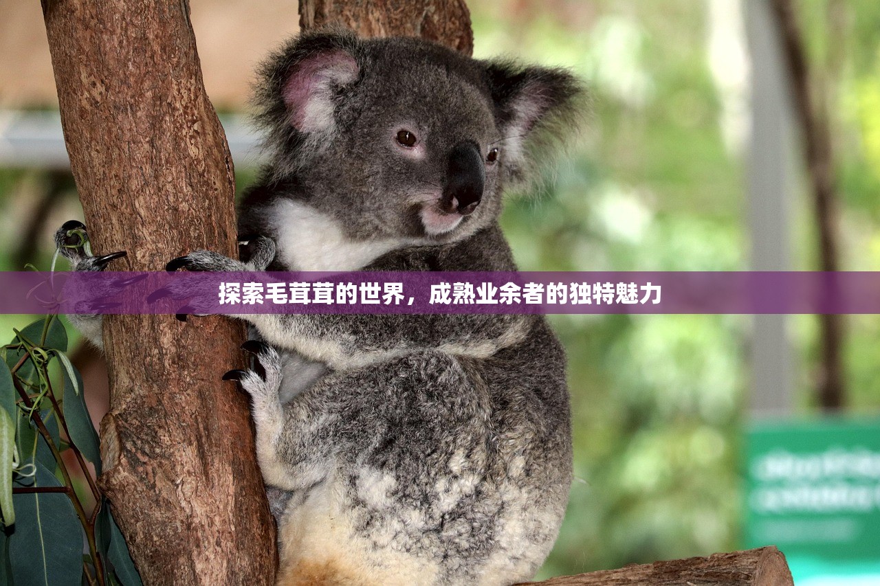 探索毛茸茸的世界，成熟业余者的独特魅力