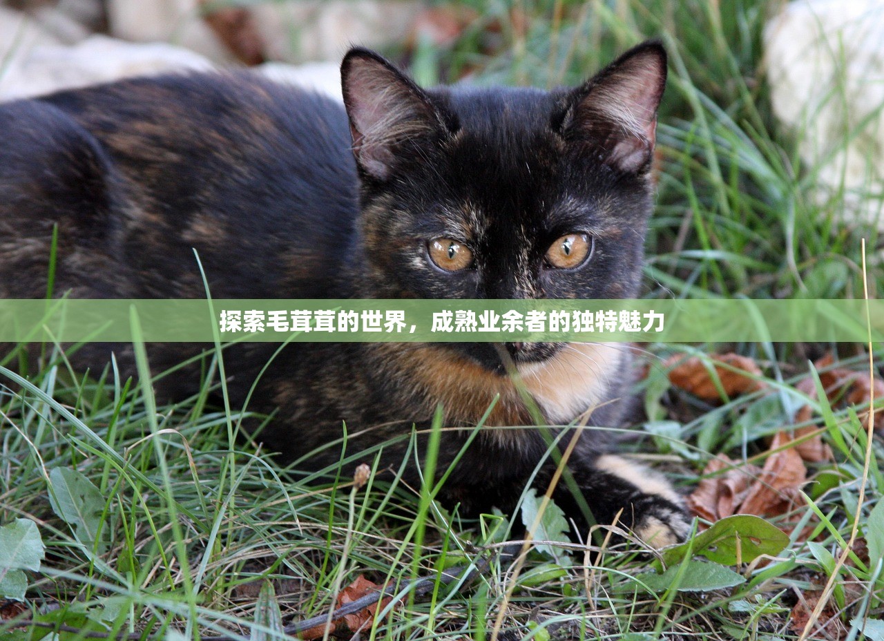 探索毛茸茸的世界，成熟业余者的独特魅力