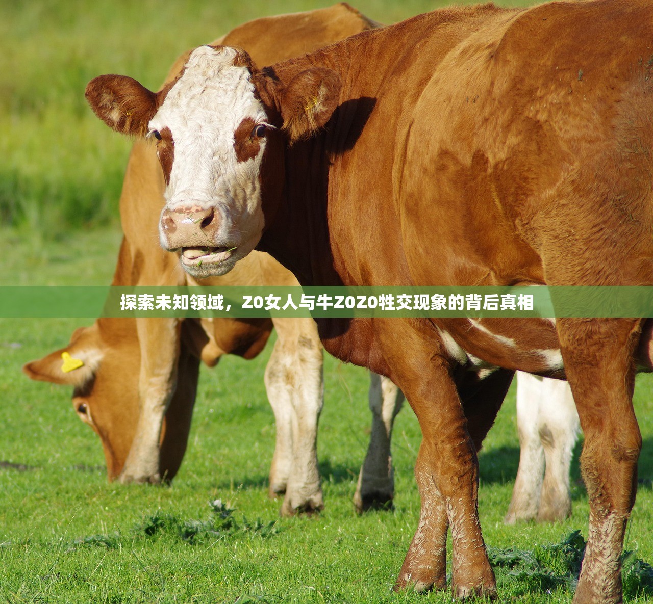 探索未知领域，Z0女人与牛Z0Z0牲交现象的背后真相