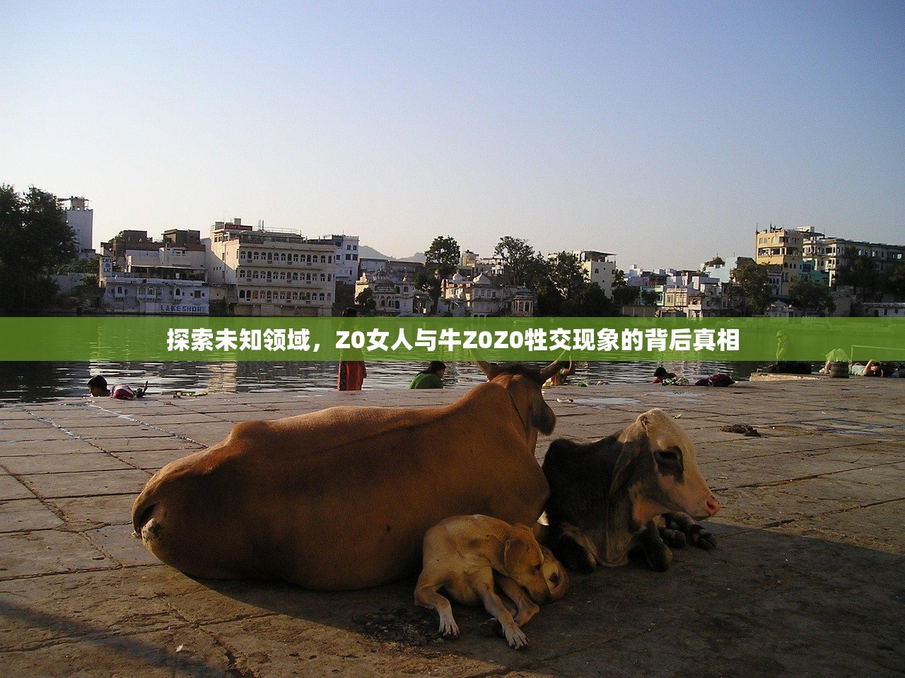 探索未知领域，Z0女人与牛Z0Z0牲交现象的背后真相