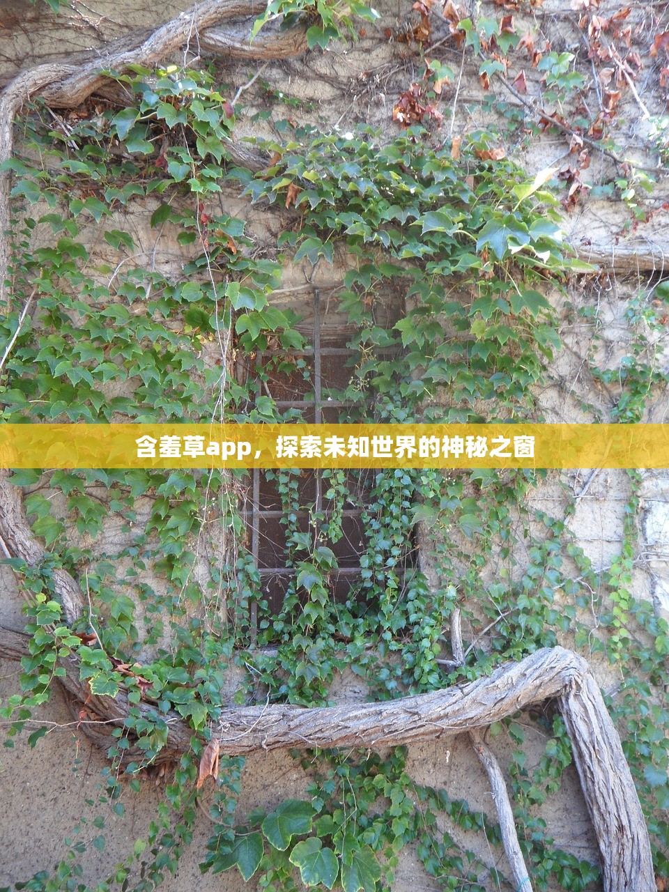 含羞草app，探索未知世界的神秘之窗