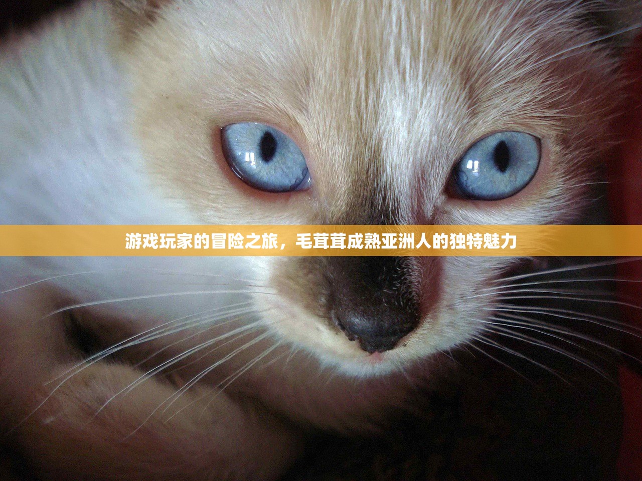 游戏玩家的冒险之旅，毛茸茸成熟亚洲人的独特魅力
