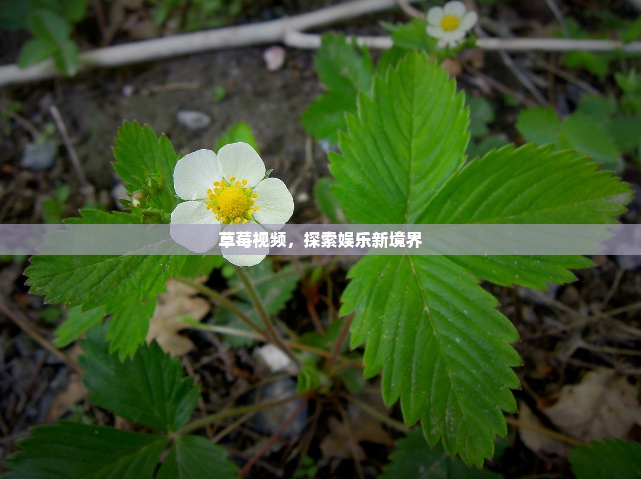 草莓视频，探索娱乐新境界