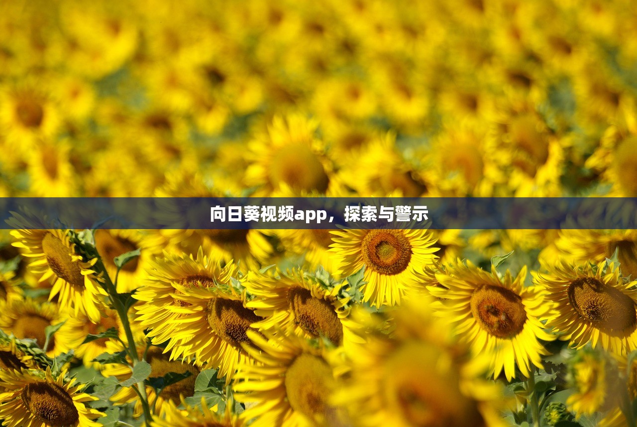 向日葵视频app，探索与警示