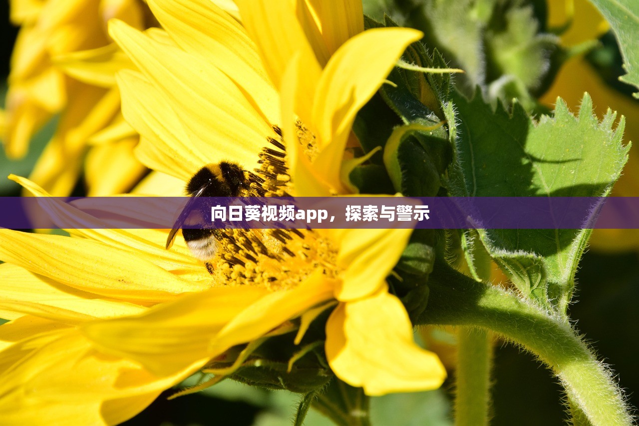 向日葵视频app，探索与警示