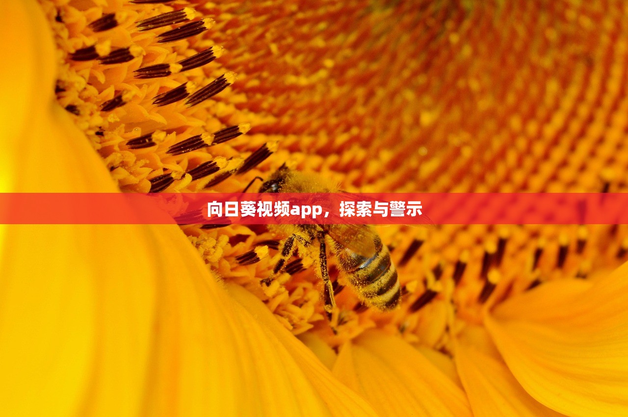向日葵视频app，探索与警示