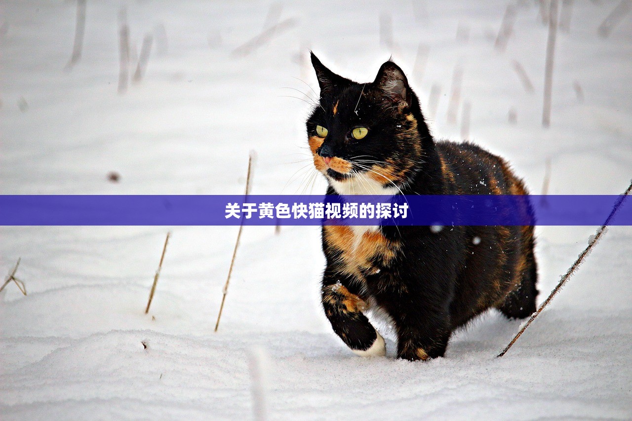 关于黄色快猫视频的探讨