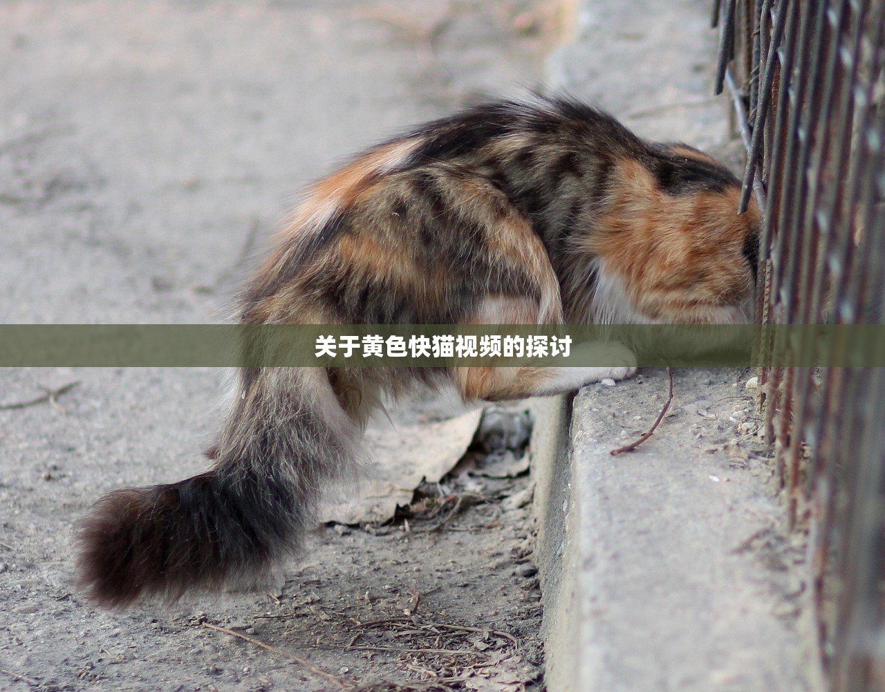 关于黄色快猫视频的探讨