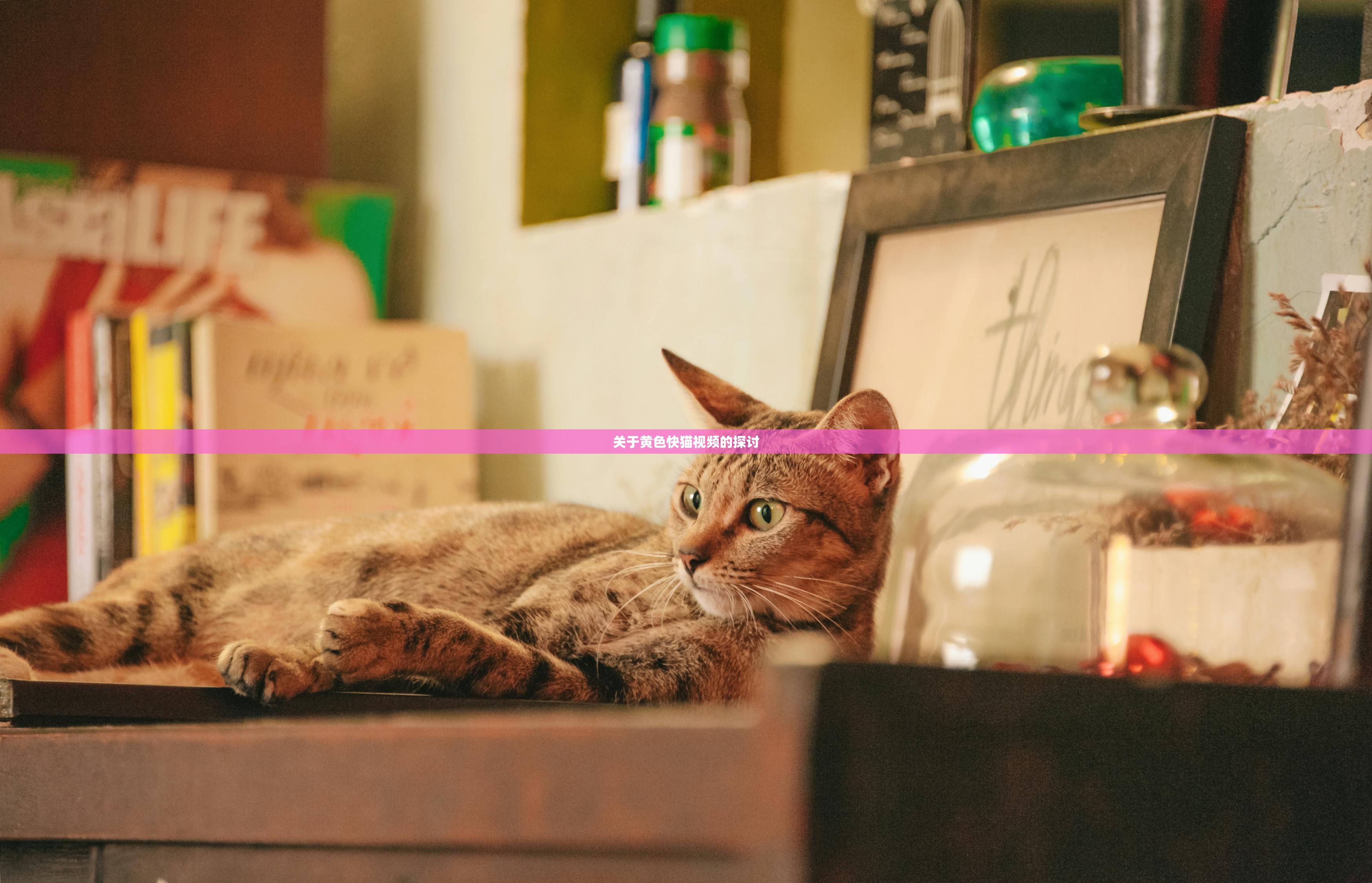 关于黄色快猫视频的探讨