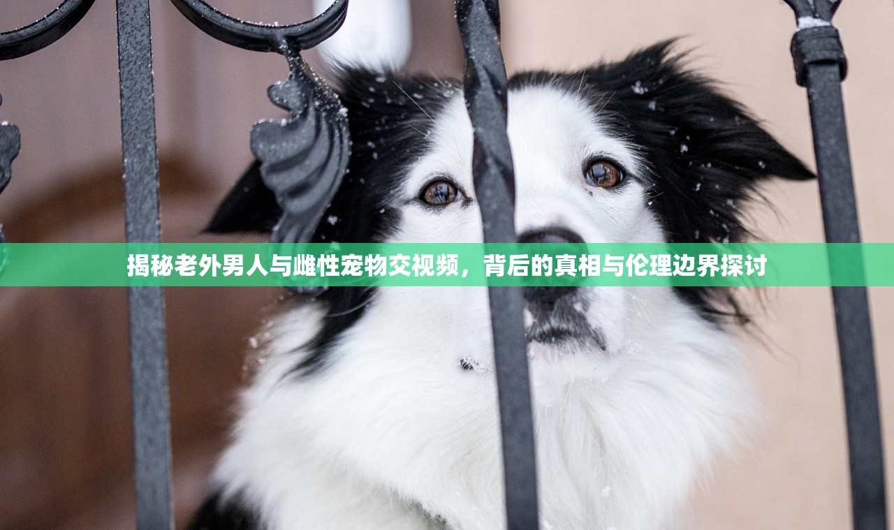 揭秘老外男人与雌性宠物交视频，背后的真相与伦理边界探讨