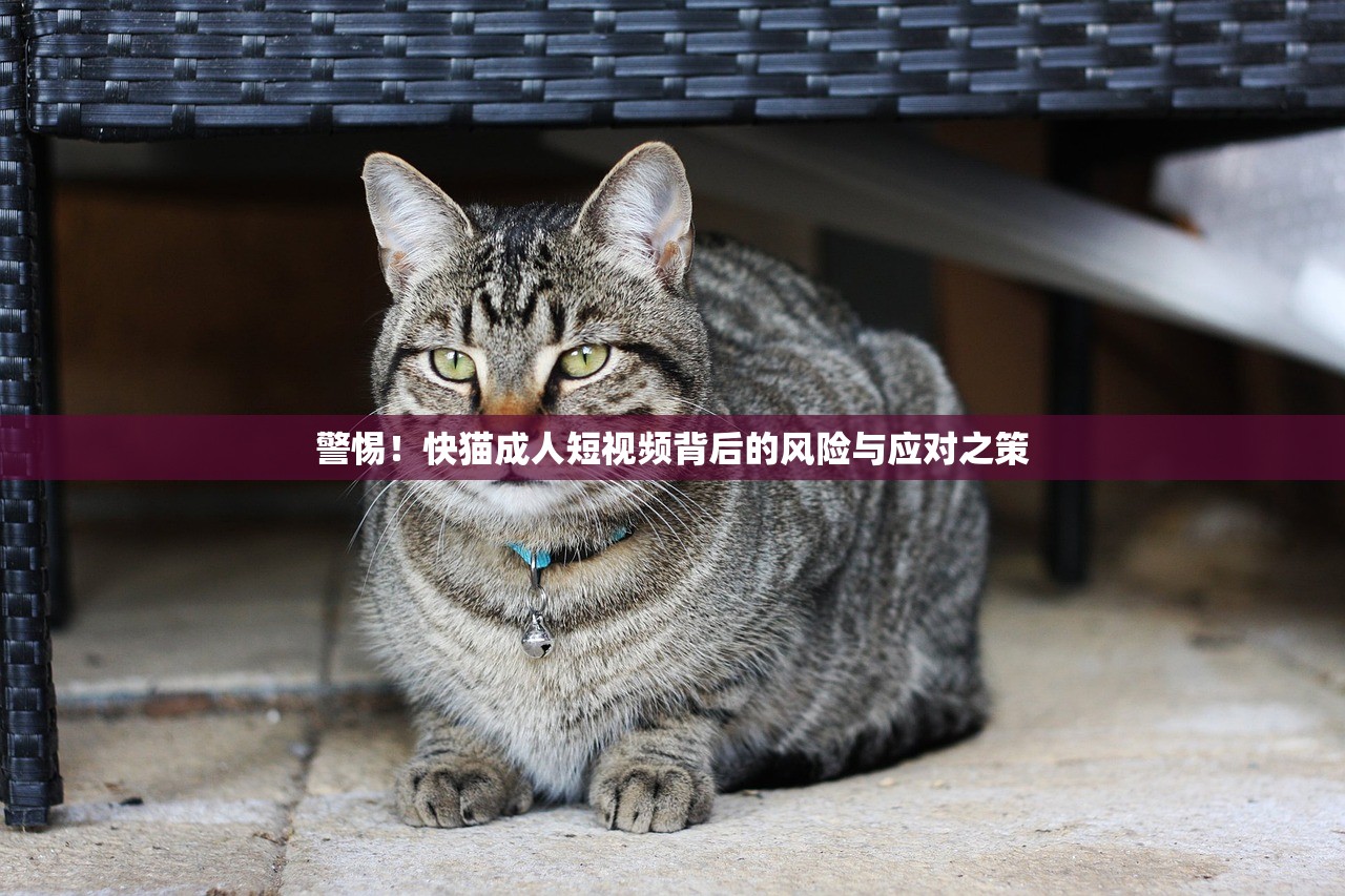 警惕！快猫成人短视频背后的风险与应对之策