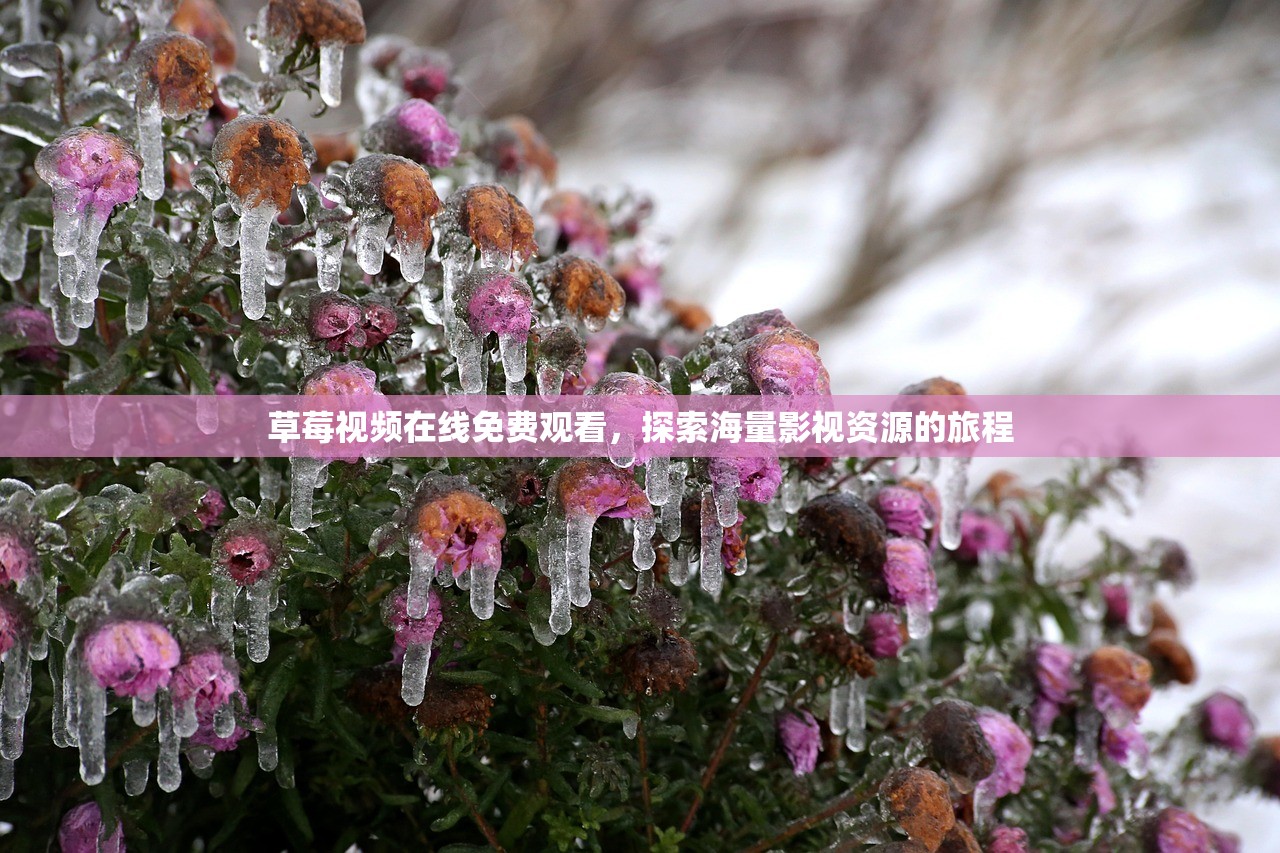 草莓视频在线免费观看，探索海量影视资源的旅程
