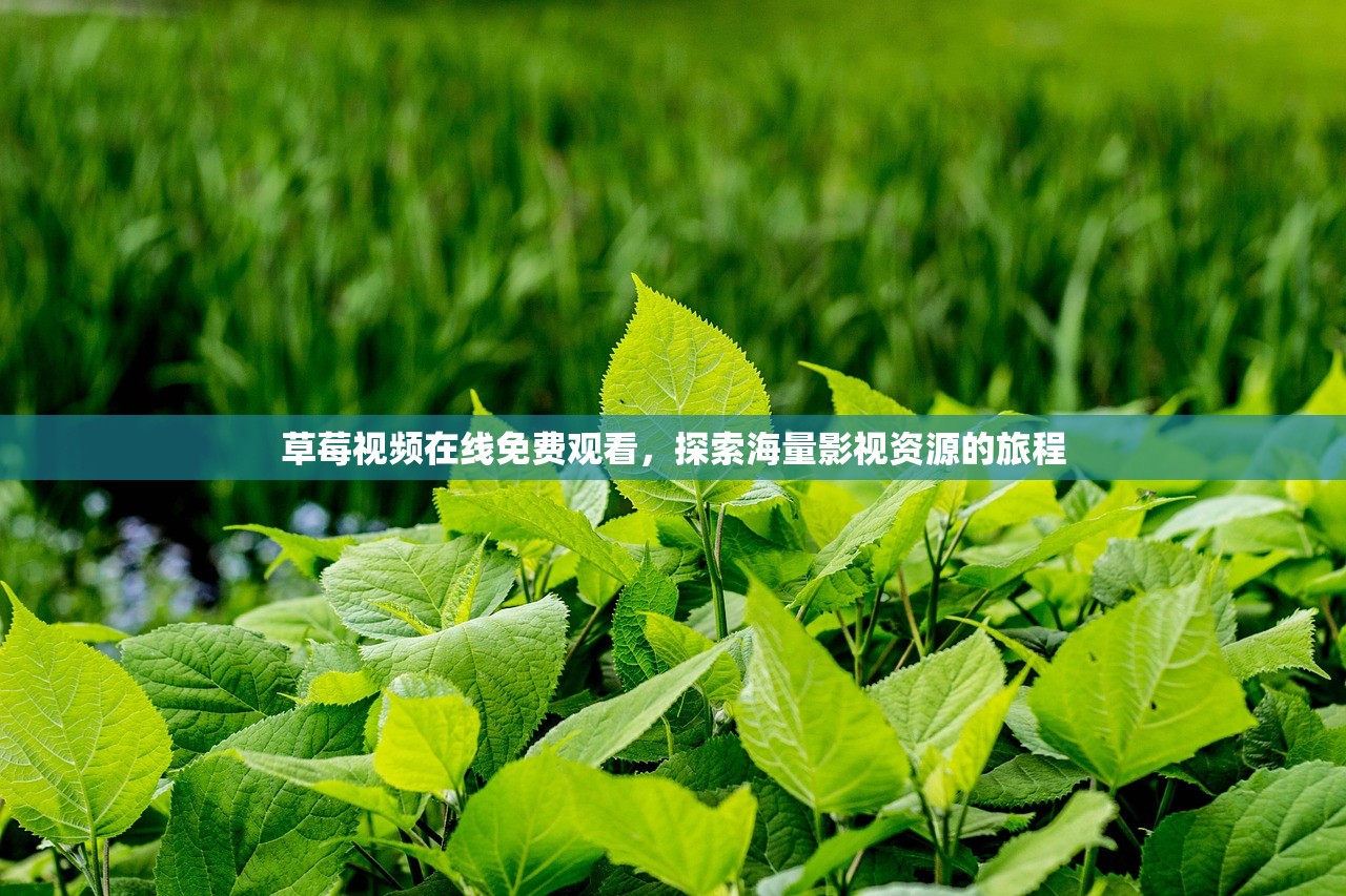 草莓视频在线免费观看，探索海量影视资源的旅程