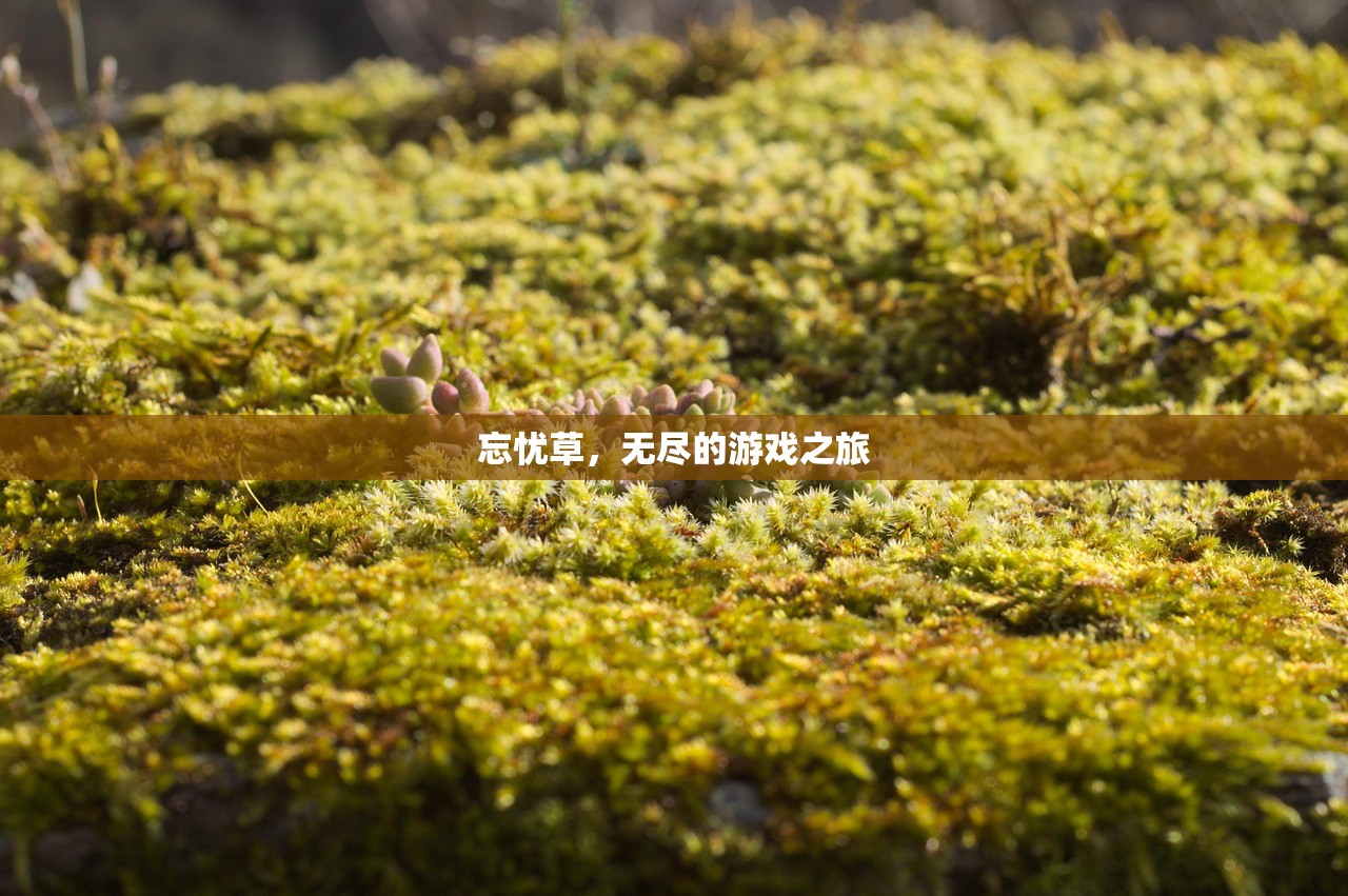 忘忧草，无尽的游戏之旅