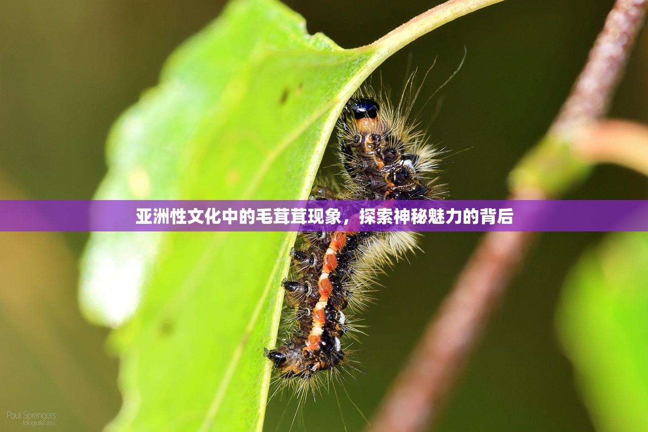 亚洲性文化中的毛茸茸现象，探索神秘魅力的背后