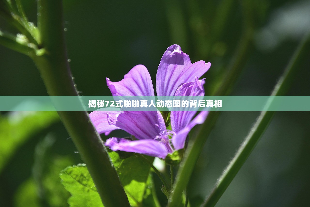揭秘72式啪啪真人动态图的背后真相