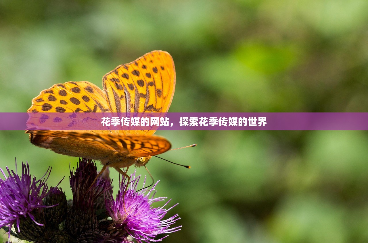 花季传媒的网站，探索花季传媒的世界