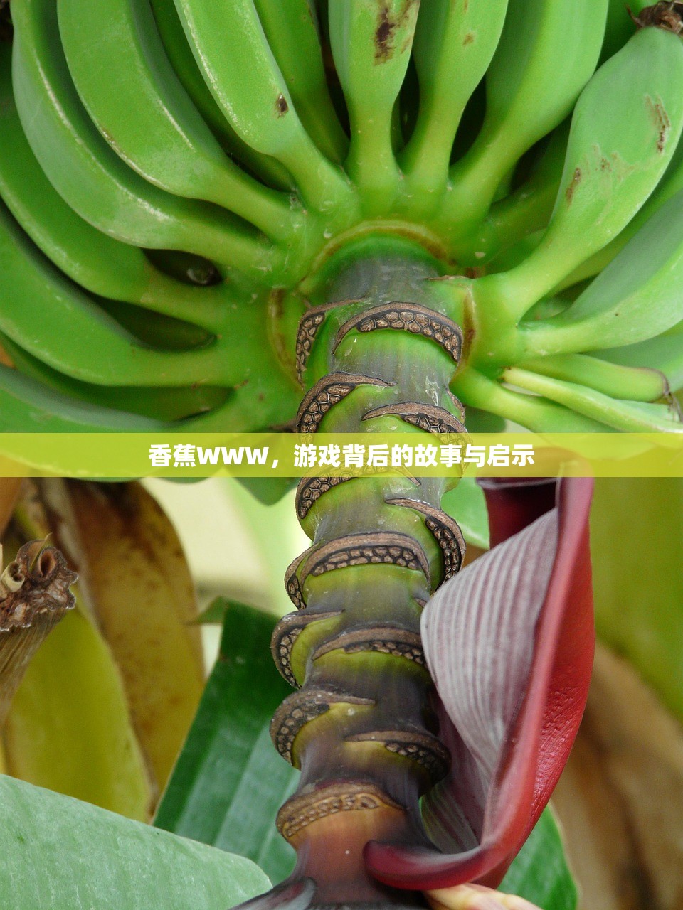香蕉WWW，游戏背后的故事与启示