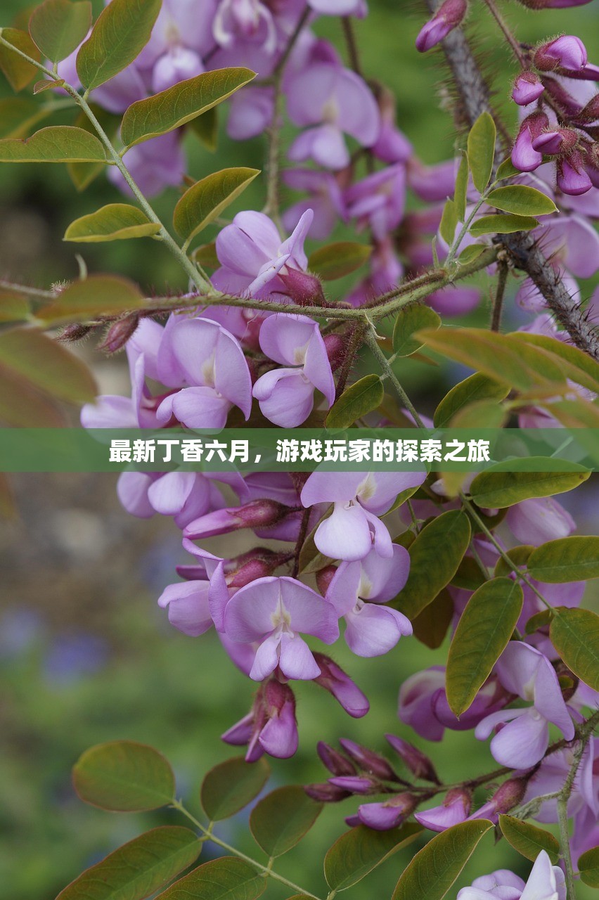 最新丁香六月，游戏玩家的探索之旅