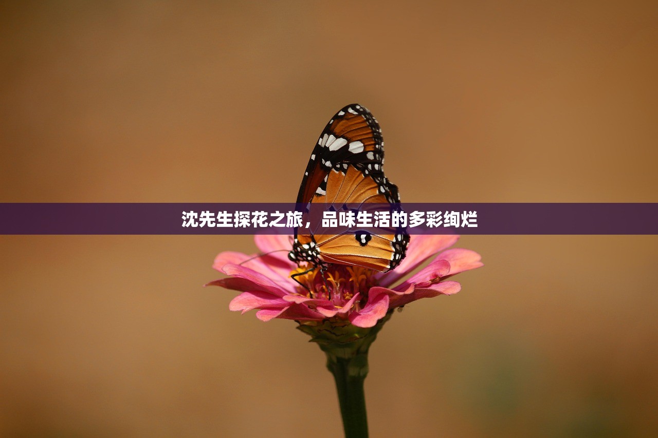 沈先生探花之旅，品味生活的多彩绚烂
