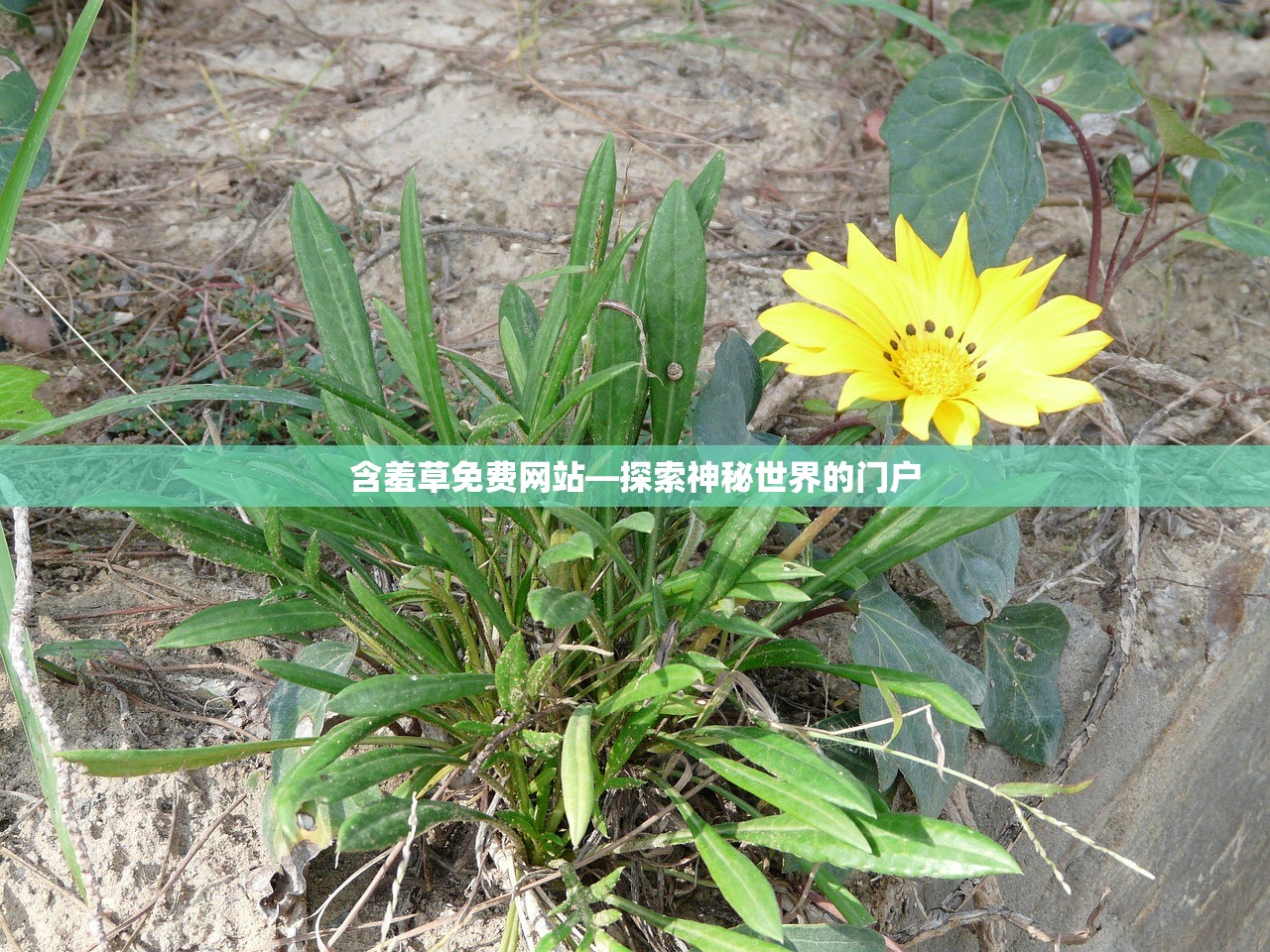 含羞草免费网站—探索神秘世界的门户