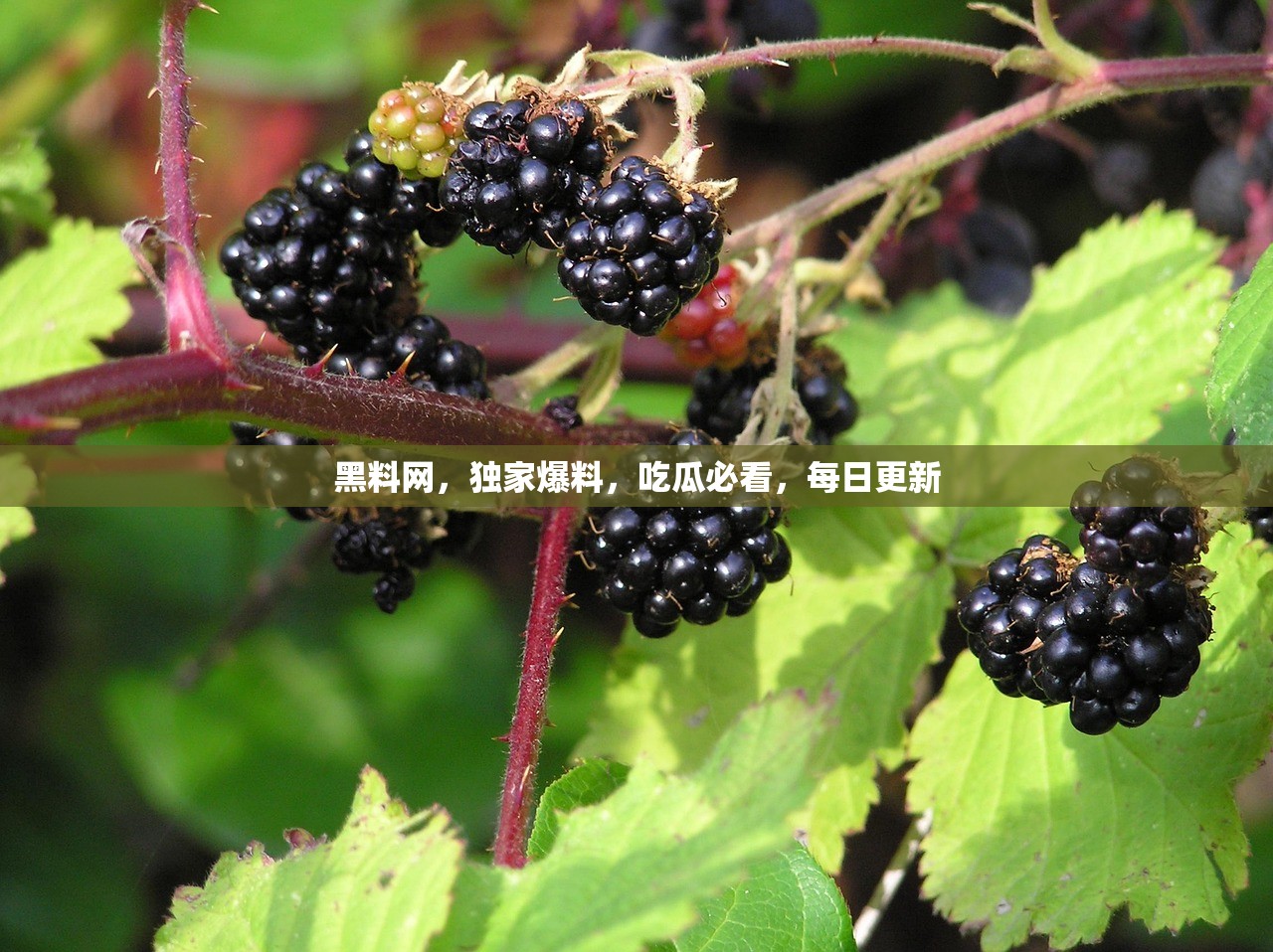 黑料网，独家爆料，吃瓜必看，每日更新