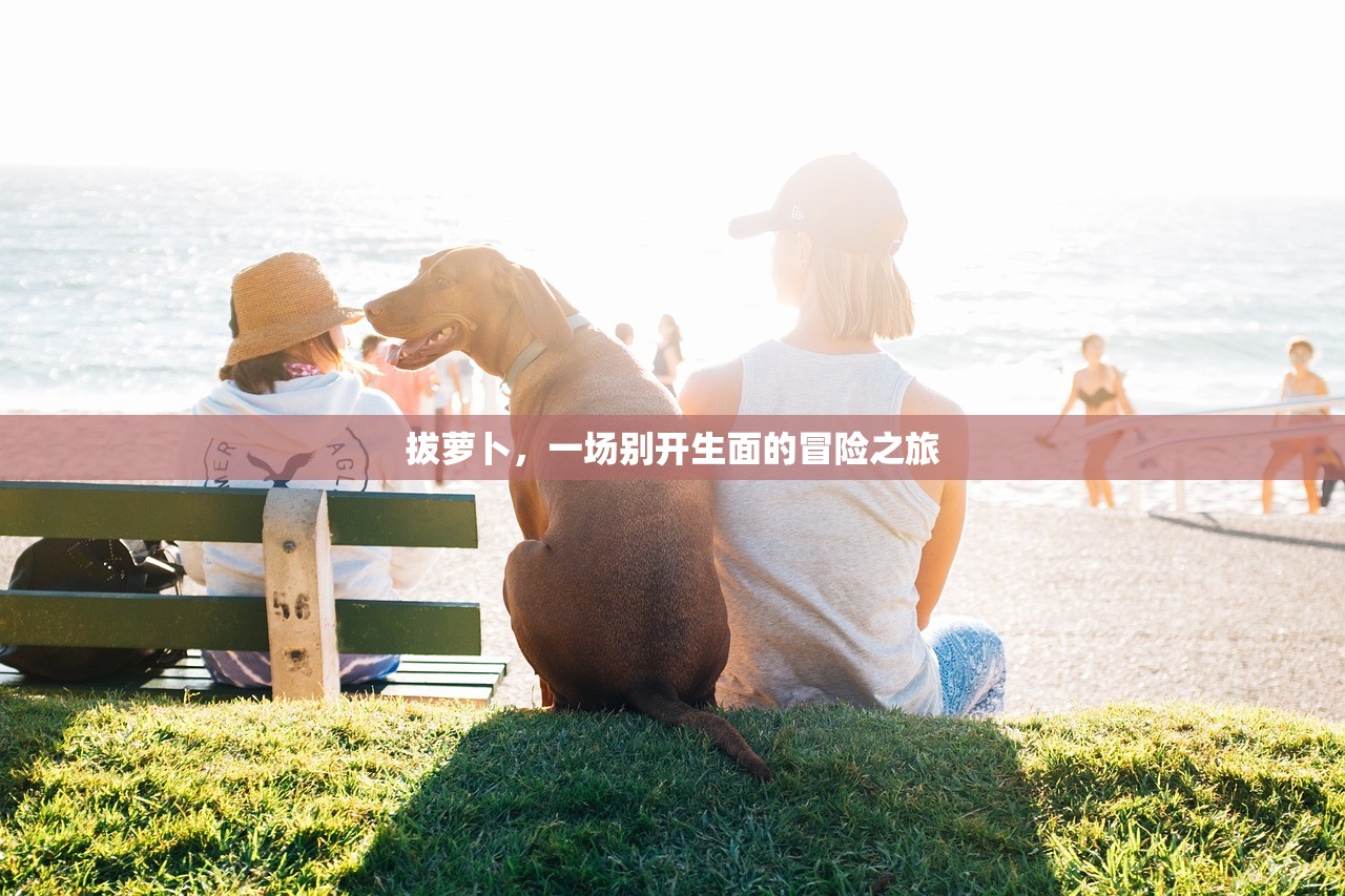 拔萝卜，一场别开生面的冒险之旅