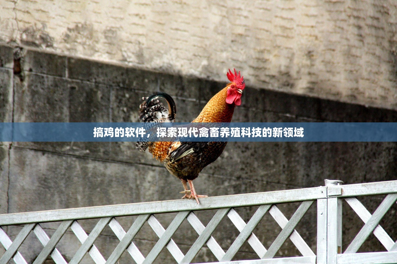 搞鸡的软件，探索现代禽畜养殖科技的新领域