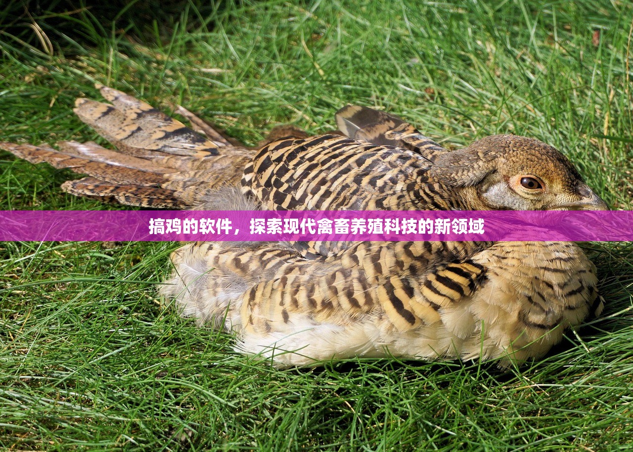 搞鸡的软件，探索现代禽畜养殖科技的新领域