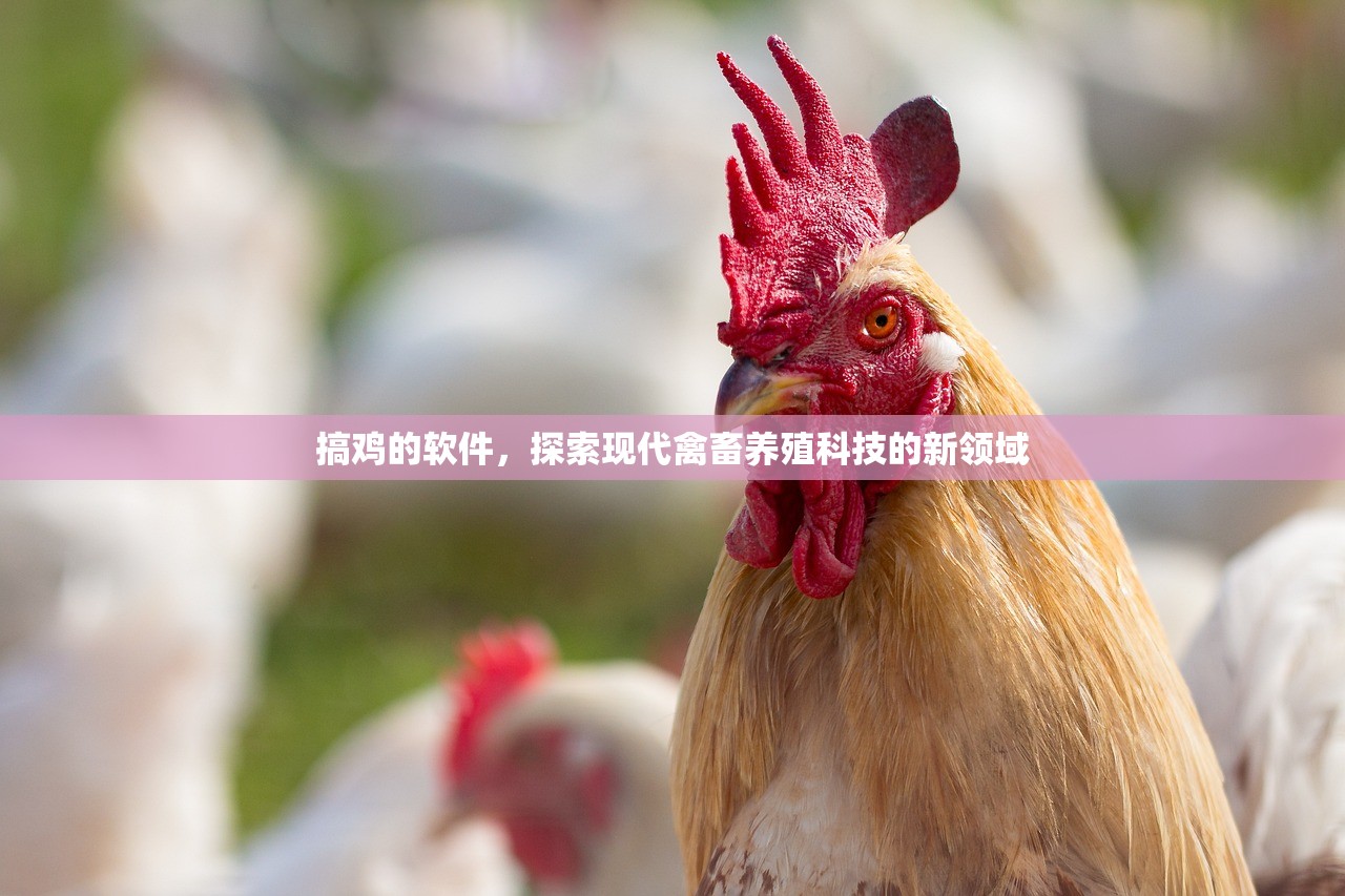 搞鸡的软件，探索现代禽畜养殖科技的新领域