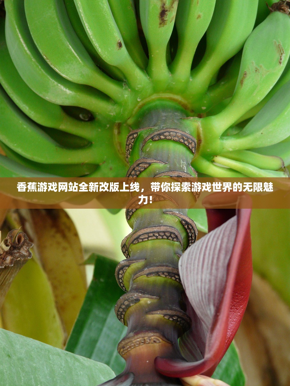 香蕉游戏网站全新改版上线，带你探索游戏世界的无限魅力！