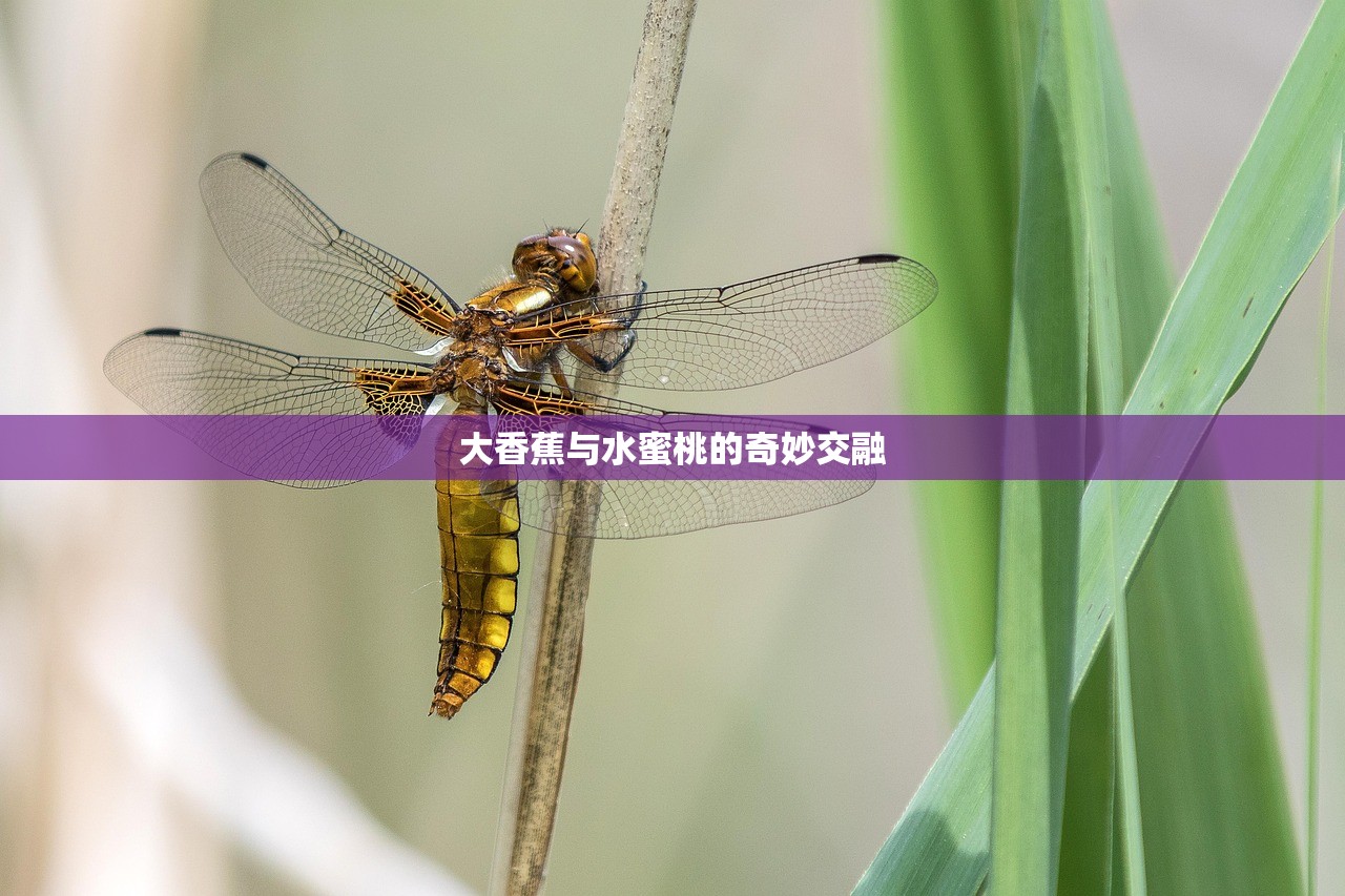 大香蕉与水蜜桃的奇妙交融