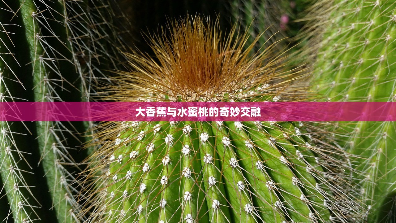 大香蕉与水蜜桃的奇妙交融