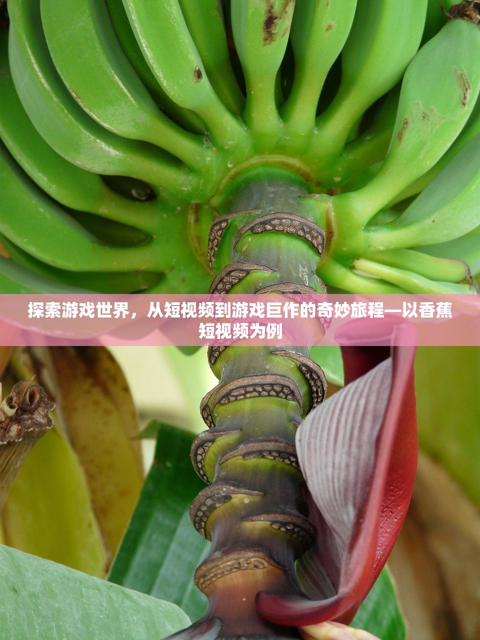 探索游戏世界，从短视频到游戏巨作的奇妙旅程—以香蕉短视频为例