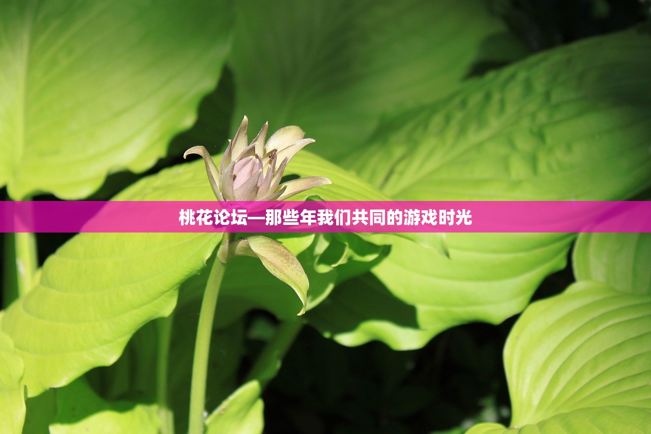 桃花论坛—那些年我们共同的游戏时光