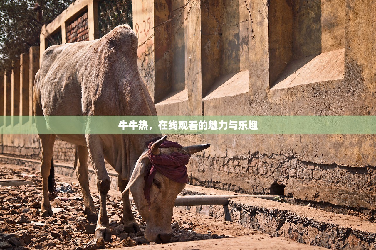 牛牛热，在线观看的魅力与乐趣