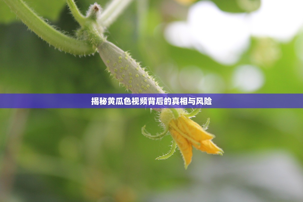 揭秘黄瓜色视频背后的真相与风险