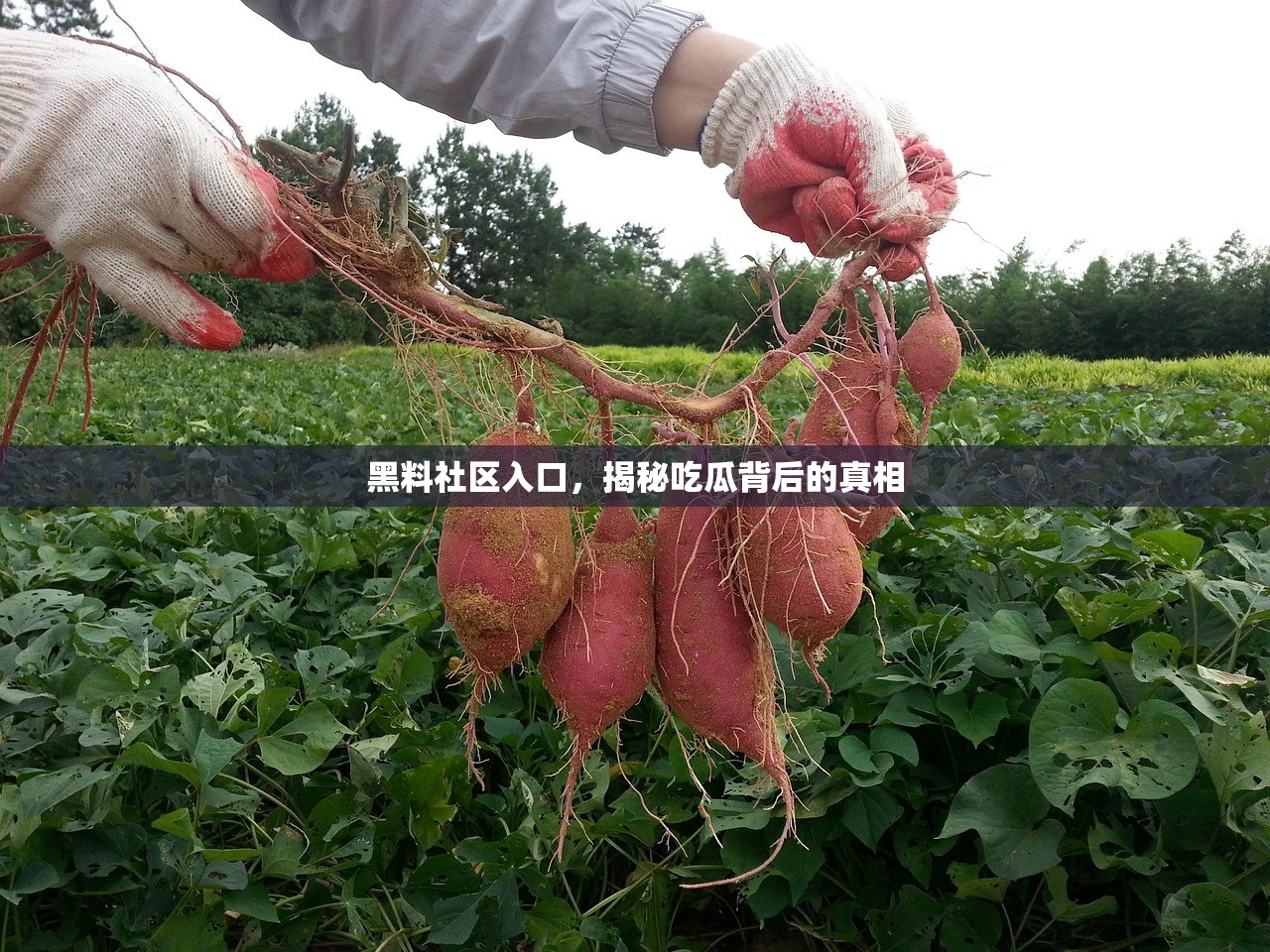 黑料社区入口，揭秘吃瓜背后的真相