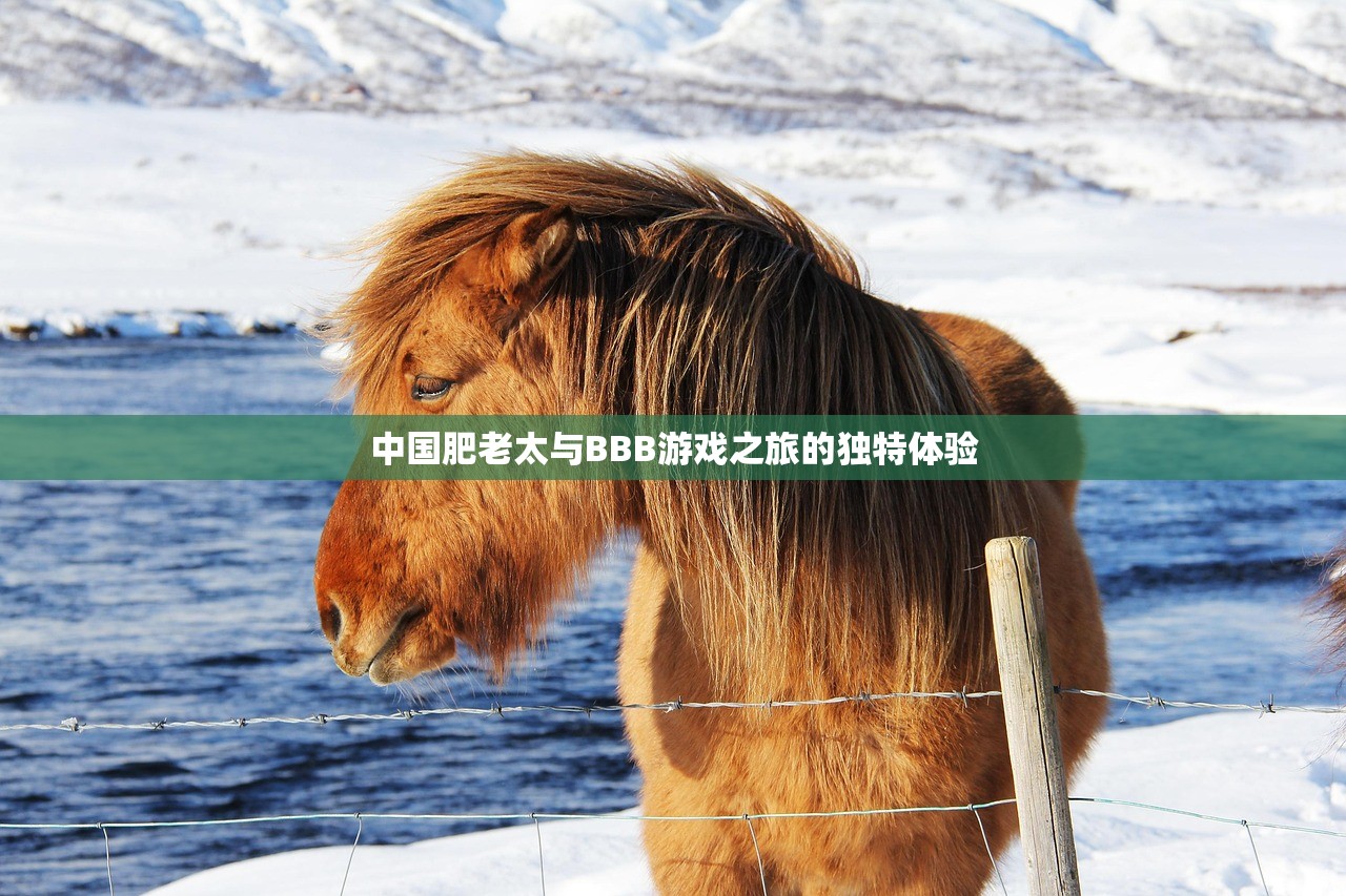 中国肥老太与BBB游戏之旅的独特体验