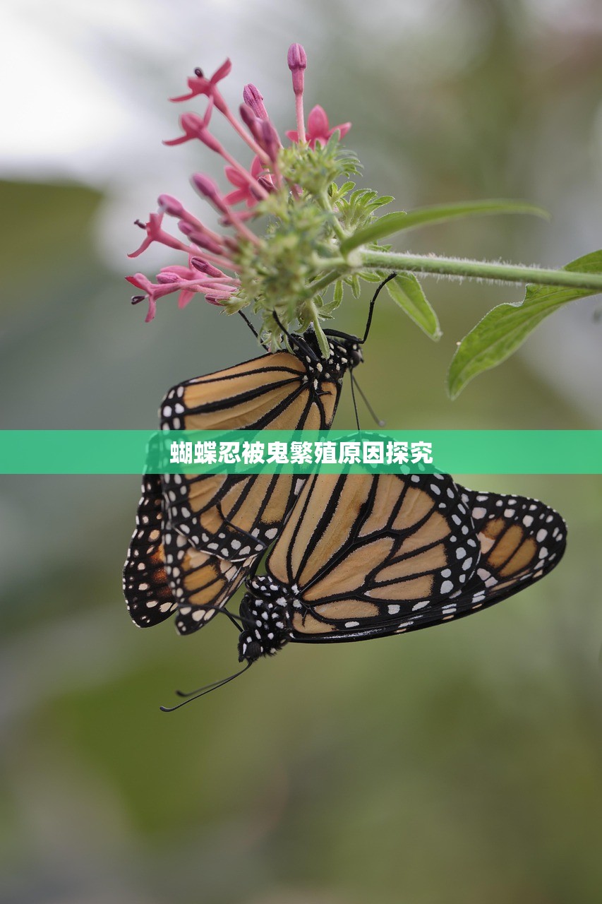 蝴蝶忍被鬼繁殖原因探究