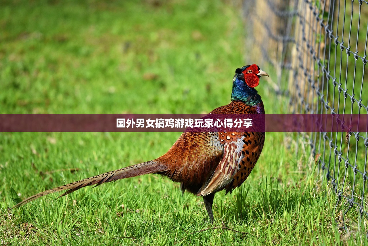 国外男女搞鸡游戏玩家心得分享
