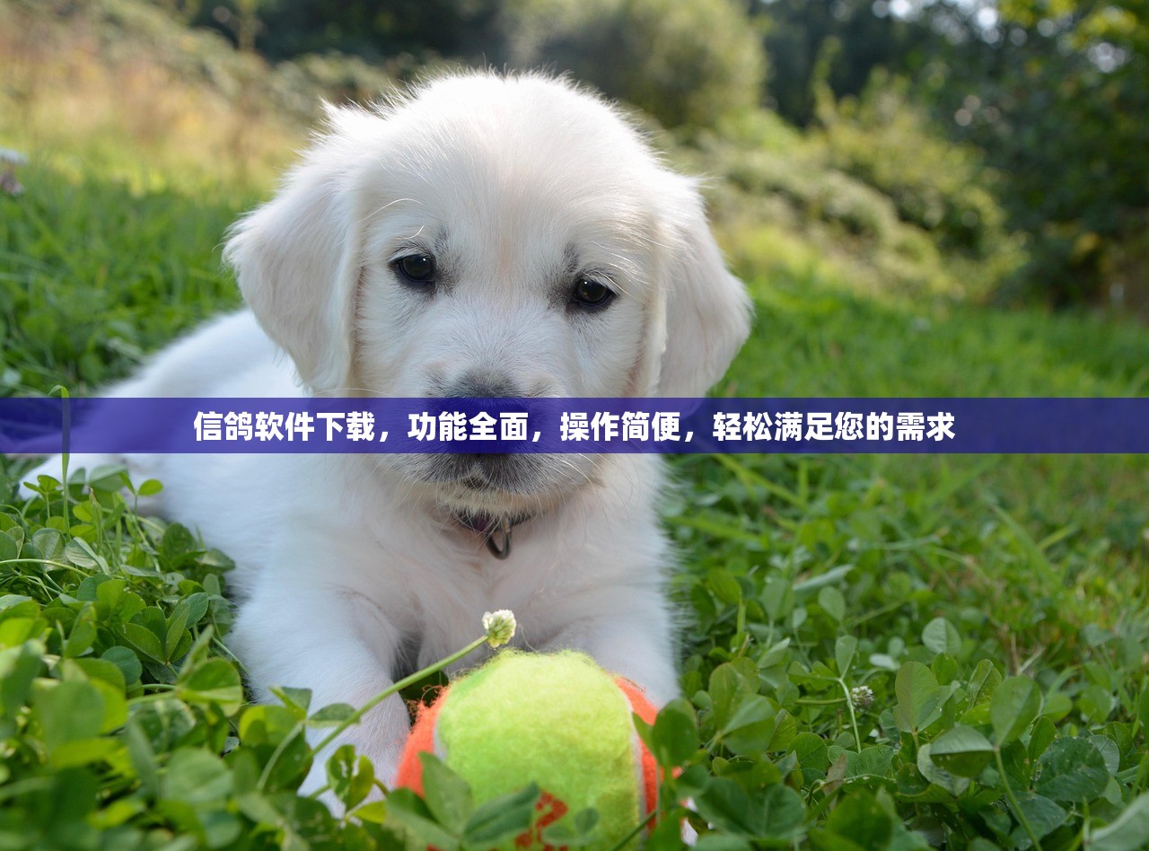 信鸽软件下载，功能全面，操作简便，轻松满足您的需求