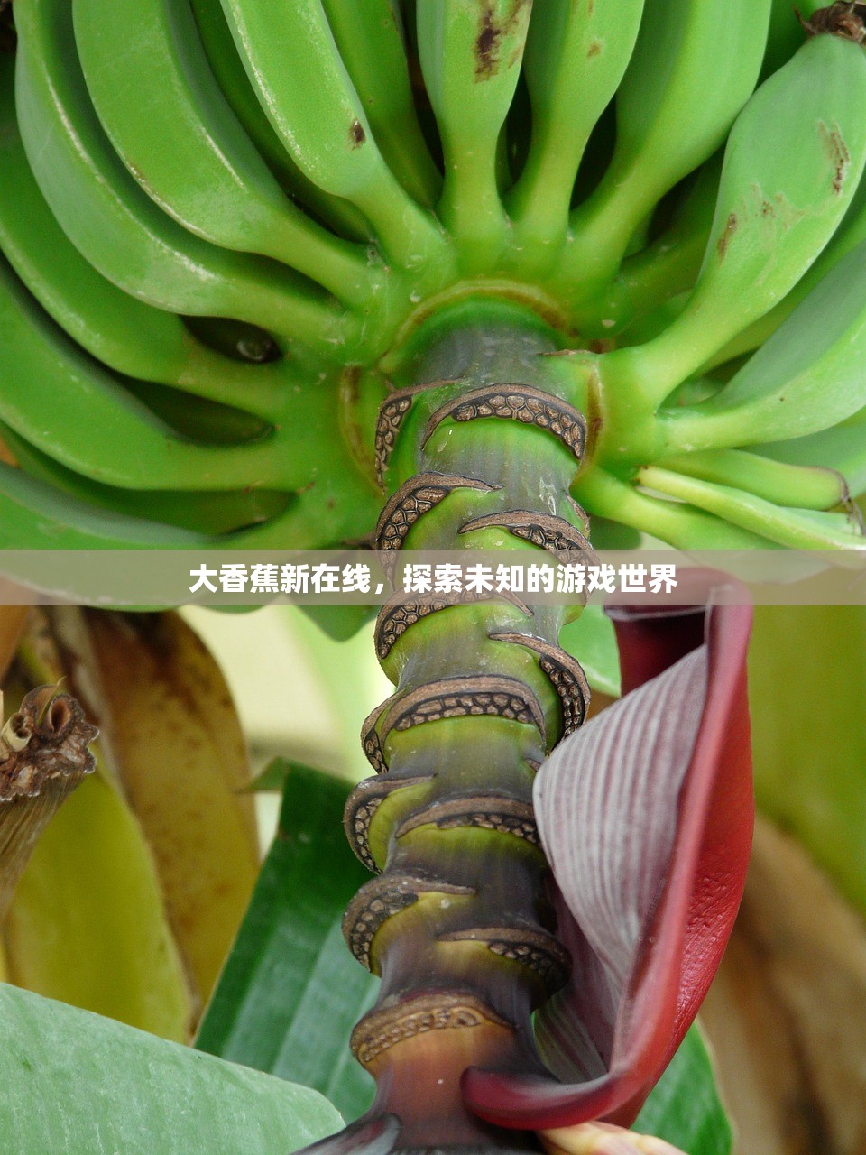 大香蕉新在线，探索未知的游戏世界