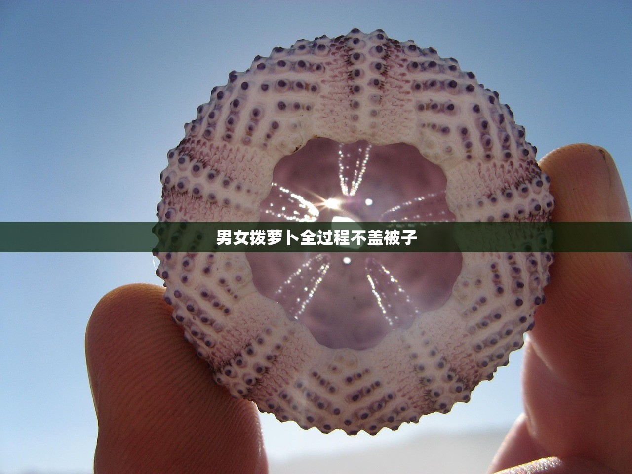 男女拨萝卜全过程不盖被子