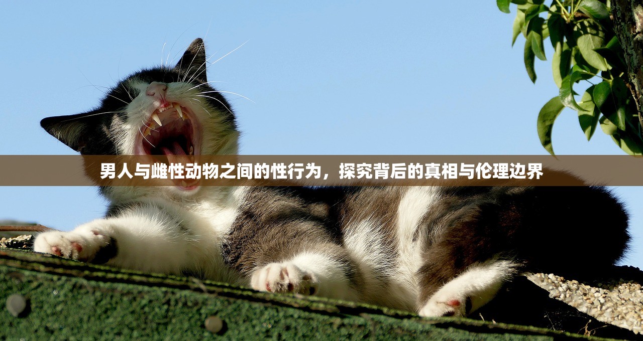 男人与雌性动物之间的性行为，探究背后的真相与伦理边界