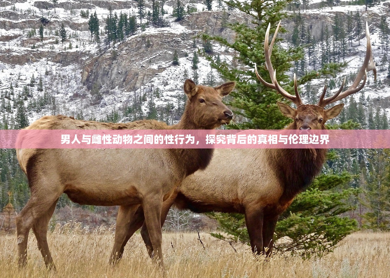 男人与雌性动物之间的性行为，探究背后的真相与伦理边界