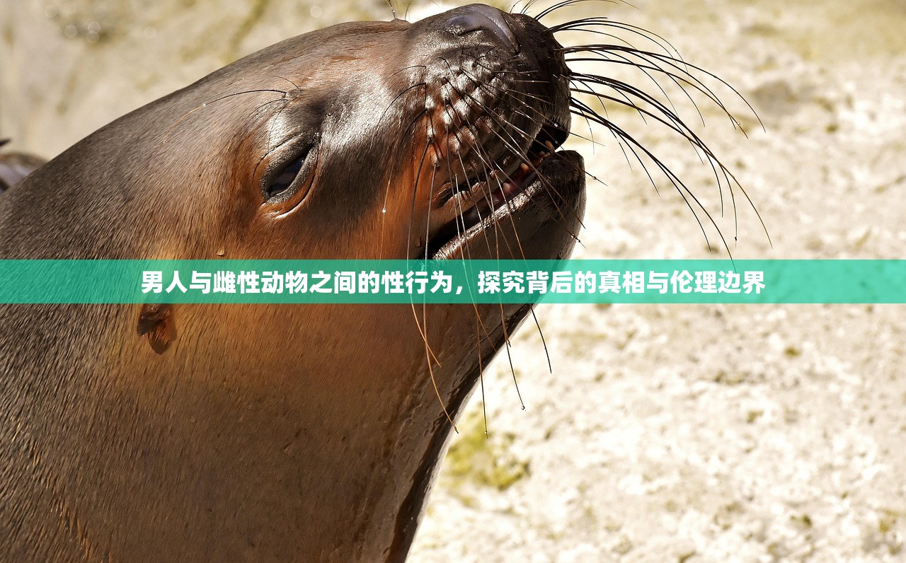 男人与雌性动物之间的性行为，探究背后的真相与伦理边界