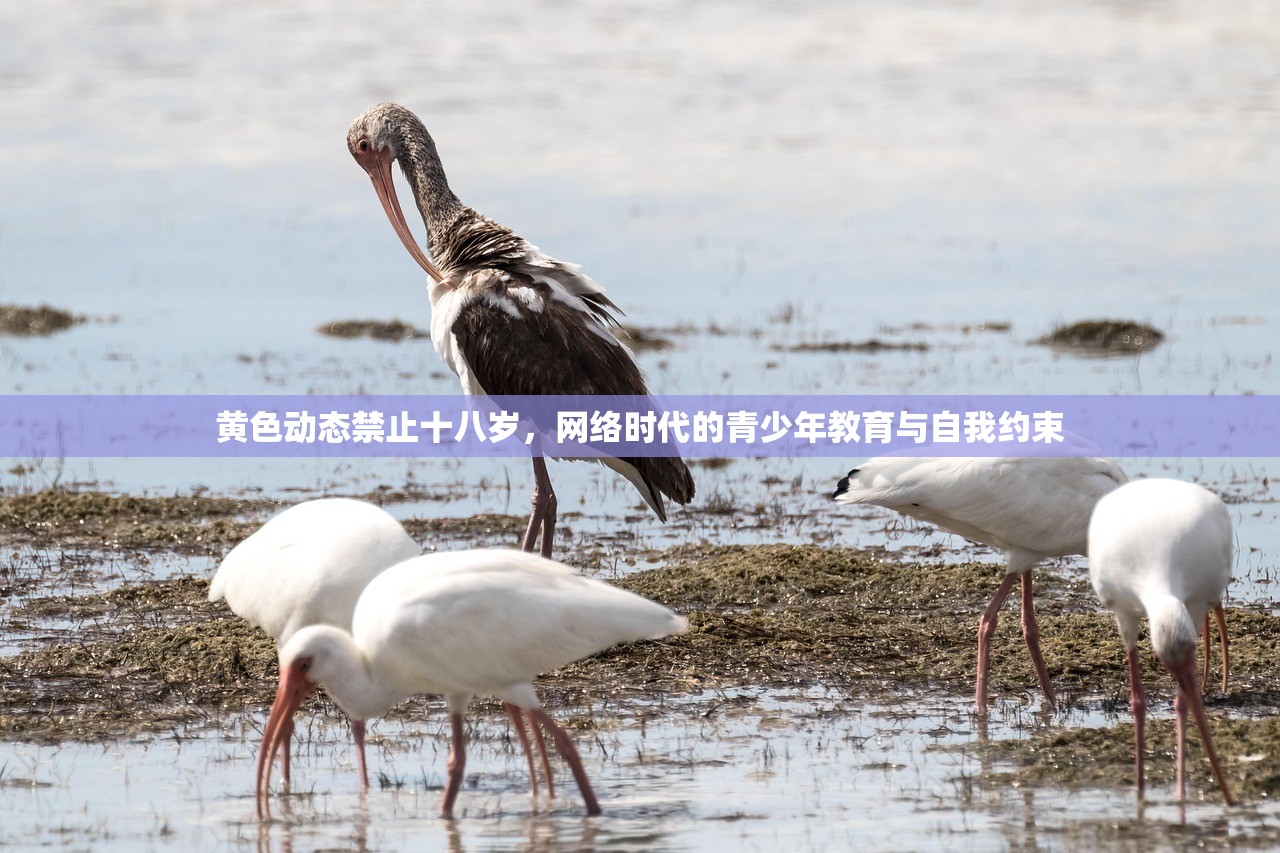 黄色动态禁止十八岁，网络时代的青少年教育与自我约束